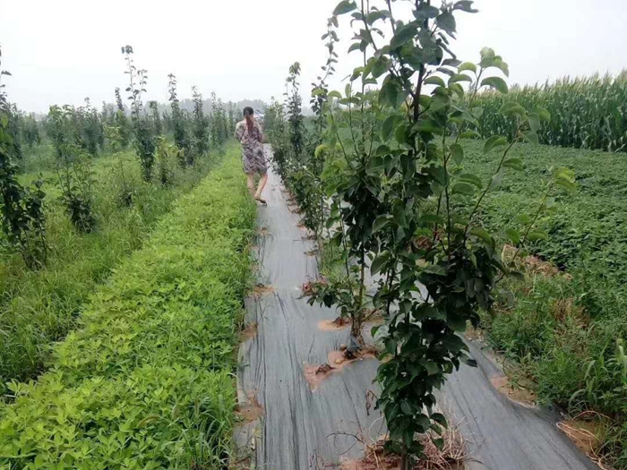 防草布的产品特点