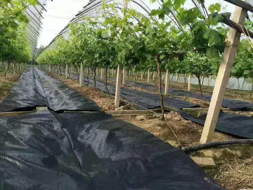 编织布防草的好处