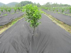 防草布一亩多少钱？